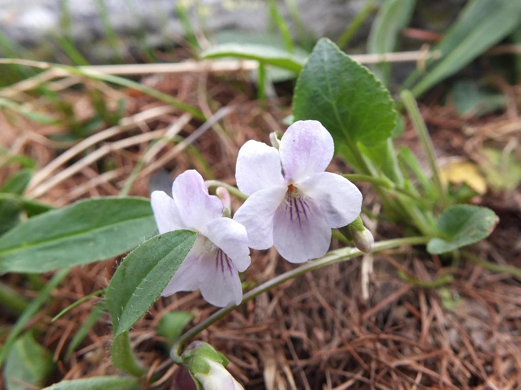 Viola thomasiana / Viola di Thomas